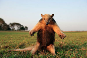 蠕舌亞目 蠕舌亞目