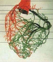 冠狀動脈