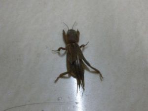 粗穴蟲屬 粗穴蟲屬