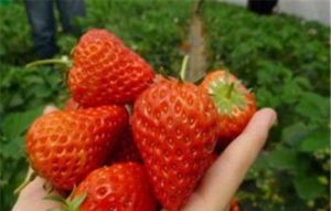 文翔草莓園 文翔草莓園