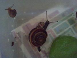 馬氏巴蝸牛 馬氏巴蝸牛