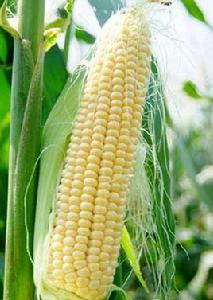 萬糯1號 萬糯1號