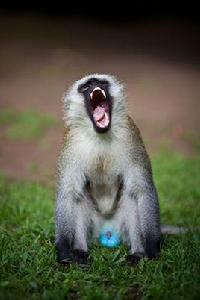 非洲綠猴腎細胞 非洲綠猴腎細胞