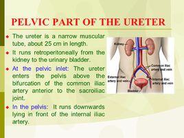 輸尿管盆部 輸尿管盆部