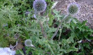 藍刺頭屬 藍刺頭屬