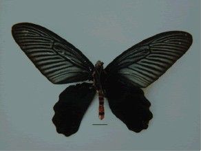 暖曙鳳蝶 暖曙鳳蝶