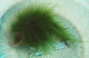 剛毛藻屬 剛毛藻屬