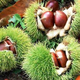 寬城板栗 寬城板栗