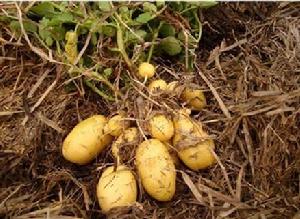 中薯20號[國審薯2015001]