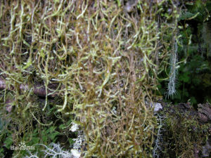 絲帶蘚屬 絲帶蘚屬