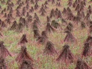 成新廠自然村特色產業-種植業