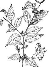 近頭狀豆腐柴 近頭狀豆腐柴