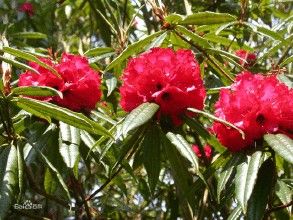 多斑杜鵑 多斑杜鵑