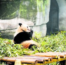 大熊貓