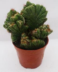 泰國山影 泰國山影