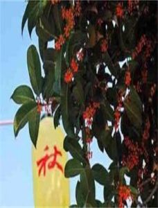 桂花長春酒 桂花長春酒