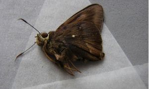 無趾弄蝶 無趾弄蝶