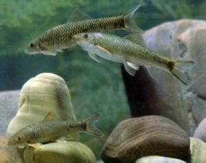 長須華鯪 長須華鯪