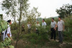 肖區長到榮發村視察大棗種植