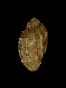 小楊桃螺 小楊桃螺