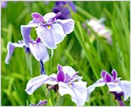 紫花繡線菊 紫花繡線菊