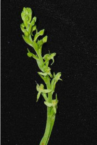 台灣蜻蜓蘭 台灣蜻蜓蘭