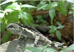 （圖）台灣攀蜥