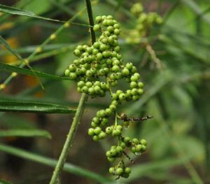 粗壯省藤 粗壯省藤