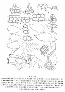 鈍尖光萼苔 鈍尖光萼苔