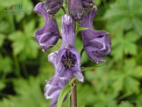 哈巴烏頭 哈巴烏頭