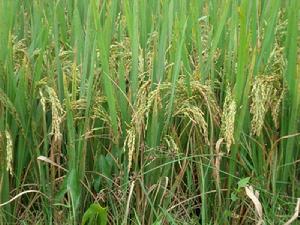 稻穀產業