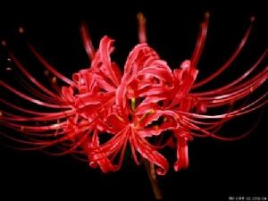 曼珠沙華彼岸花 曼珠沙華彼岸花