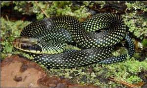 印度食卵蛇 印度食卵蛇