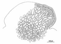西沙麒麟菜的藻體部分橫切面