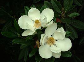 鎮江市市樹 鎮江市市樹