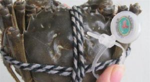 諸葛蟹園 諸葛蟹園