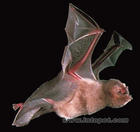 末端聯合 末端聯合