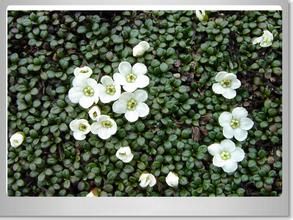 黃花岩梅 黃花岩梅