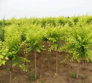 中心苗圃場國家白蠟良種基地 中心苗圃場國家白蠟良種基地