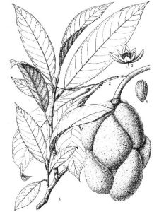 觀光木屬 觀光木屬