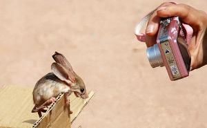 長耳跳鼠在世界自然保護聯盟(IUCN)瀕危等級知中被列為瀕危物種