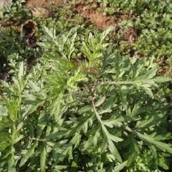 纖細絹蒿系 纖細絹蒿系