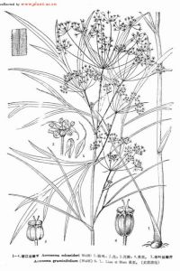 禾葉絲瓣芹 禾葉絲瓣芹