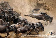 馬賽馬拉國家野生動物保護區角馬遷徙