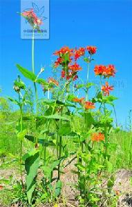 剪秋羅[剪秋羅]