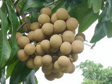 大新鎮[廣西平南縣大新鎮]