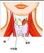 甲狀腺球蛋白抗體 甲狀腺球蛋白抗體