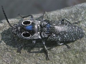 眼斑叩甲 眼斑叩甲