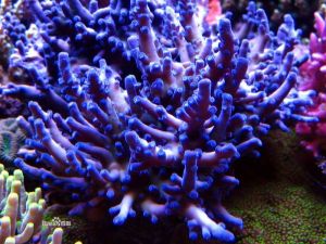 飛廉鹿角珊瑚