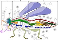 昆蟲解剖圖